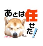 柴犬ちょろのスタンプVer.2～Choro's Life（個別スタンプ：10）