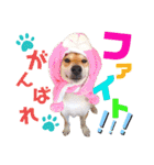 柴犬ちょろのスタンプVer.2～Choro's Life（個別スタンプ：11）