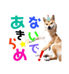 柴犬ちょろのスタンプVer.2～Choro's Life（個別スタンプ：12）