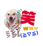 柴犬ちょろのスタンプVer.2～Choro's Life（個別スタンプ：13）