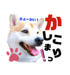 柴犬ちょろのスタンプVer.2～Choro's Life（個別スタンプ：14）