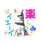 柴犬ちょろのスタンプVer.2～Choro's Life（個別スタンプ：15）