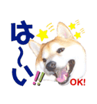 柴犬ちょろのスタンプVer.2～Choro's Life（個別スタンプ：17）