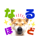 柴犬ちょろのスタンプVer.2～Choro's Life（個別スタンプ：18）