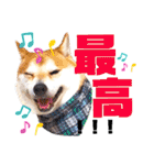 柴犬ちょろのスタンプVer.2～Choro's Life（個別スタンプ：19）