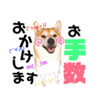 柴犬ちょろのスタンプVer.2～Choro's Life（個別スタンプ：21）