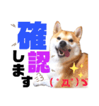 柴犬ちょろのスタンプVer.2～Choro's Life（個別スタンプ：23）