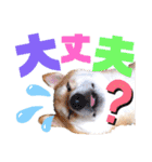 柴犬ちょろのスタンプVer.2～Choro's Life（個別スタンプ：25）