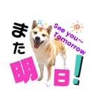 柴犬ちょろのスタンプVer.2～Choro's Life（個別スタンプ：26）