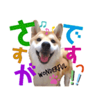柴犬ちょろのスタンプVer.2～Choro's Life（個別スタンプ：28）