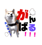 柴犬ちょろのスタンプVer.2～Choro's Life（個別スタンプ：31）