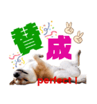 柴犬ちょろのスタンプVer.2～Choro's Life（個別スタンプ：32）