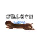 カニンヘンダックスのまろんちゃん（個別スタンプ：2）