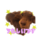 カニンヘンダックスのまろんちゃん（個別スタンプ：3）