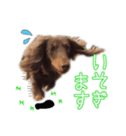 カニンヘンダックスのまろんちゃん（個別スタンプ：5）