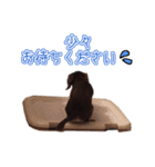 カニンヘンダックスのまろんちゃん（個別スタンプ：7）