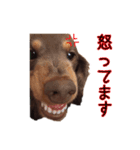 カニンヘンダックスのまろんちゃん（個別スタンプ：8）