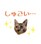 サビ猫のちゃこ3！（個別スタンプ：22）