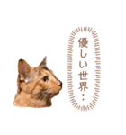 サビ猫のちゃこ3！（個別スタンプ：31）