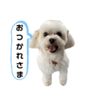 マルチーズ犬のMAC（個別スタンプ：4）