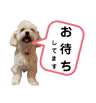 マルチーズ犬のMAC（個別スタンプ：8）