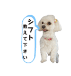 マルチーズ犬のMAC（個別スタンプ：19）