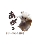 ハムスターのきゅうちゃん～奄美島口解説編（個別スタンプ：2）