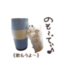 ハムスターのきゅうちゃん～奄美島口解説編（個別スタンプ：10）