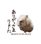 ハムスターのきゅうちゃん～奄美島口解説編（個別スタンプ：15）