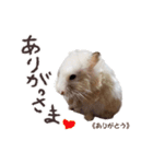 ハムスターのきゅうちゃん～奄美島口解説編（個別スタンプ：16）