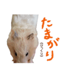 ハムスターのきゅうちゃん～奄美島口解説編（個別スタンプ：20）