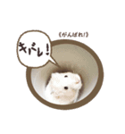 ハムスターのきゅうちゃん～奄美島口解説編（個別スタンプ：21）