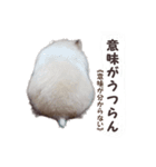 ハムスターのきゅうちゃん～奄美島口解説編（個別スタンプ：22）