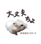 ハムスターのきゅうちゃん～奄美島口解説編（個別スタンプ：24）