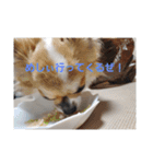 犬山犬之助の図が高ぇスタンプ（個別スタンプ：1）