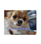 犬山犬之助の図が高ぇスタンプ（個別スタンプ：2）