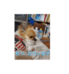 犬山犬之助の図が高ぇスタンプ（個別スタンプ：3）