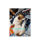犬山犬之助の図が高ぇスタンプ（個別スタンプ：4）