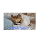 犬山犬之助の図が高ぇスタンプ（個別スタンプ：5）