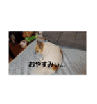 犬山犬之助の図が高ぇスタンプ（個別スタンプ：6）