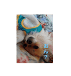 犬山犬之助の図が高ぇスタンプ（個別スタンプ：7）