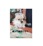 犬山犬之助の図が高ぇスタンプ（個別スタンプ：8）