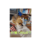 犬山犬之助の図が高ぇスタンプ（個別スタンプ：11）