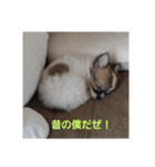 犬山犬之助の図が高ぇスタンプ（個別スタンプ：12）
