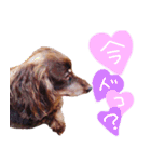 チョコスタンプふたたび（個別スタンプ：5）