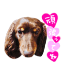 チョコスタンプふたたび（個別スタンプ：13）