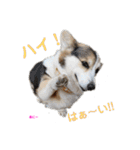コーギー×40（個別スタンプ：1）