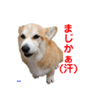 コーギー×40（個別スタンプ：3）