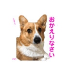 コーギー×40（個別スタンプ：27）
