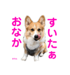 コーギー×40（個別スタンプ：30）